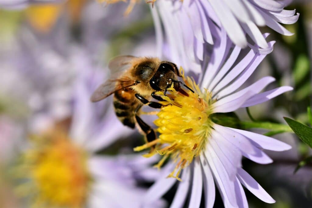 Biene sammelt Nektar von lila Blume