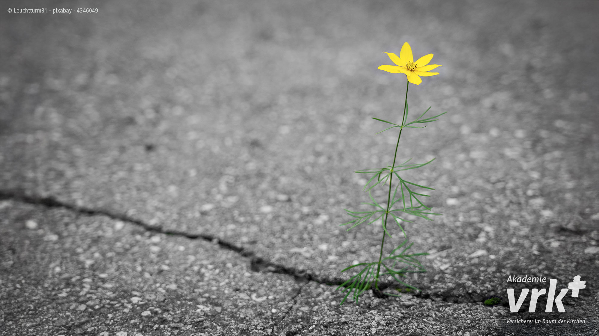 Eine einzelne gelbe Blume mit grünem Stiel wächst durch einen Riss im rauen grauen Pflaster und symbolisiert Widerstandsfähigkeit. Logos und Text erscheinen in der unteren rechten Ecke.