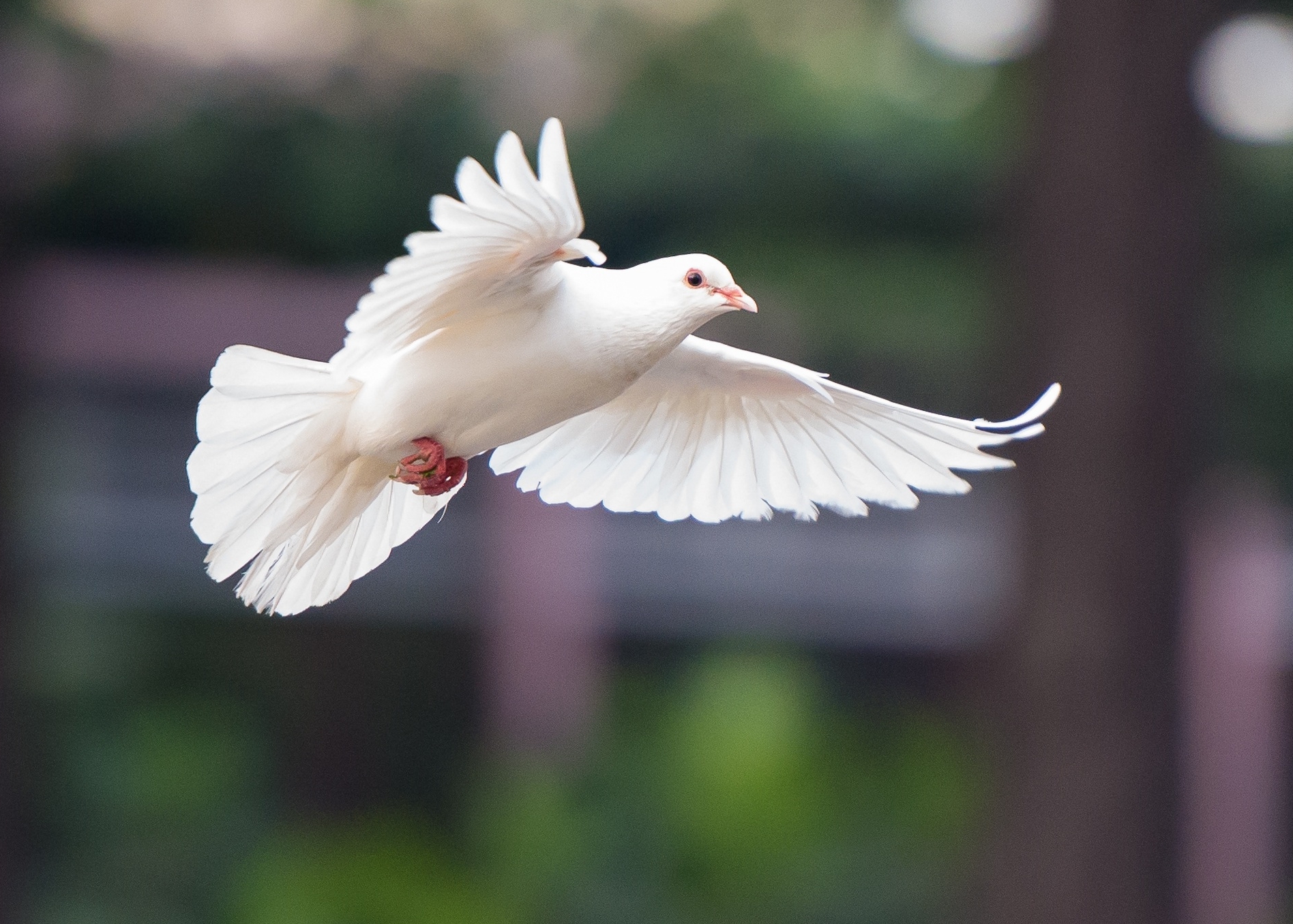 Eine weiße Taube mit ausgestreckten Flügeln fliegt vor einem verschwommenen Hintergrund aus Grün- und Brauntönen.