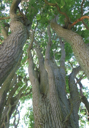 Eine Nahaufnahme der gewundenen Stämme und belaubten Äste eines alten, großen Baumes. Das Sonnenlicht fällt durch die grünen Blätter darüber.